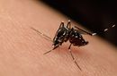 Apenas 14% das crianças com microcefalia por zika recebeu atendimento completo em 2017, admite Ministério da Saúde 